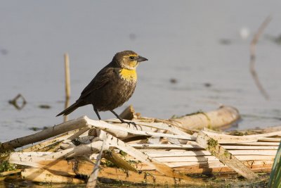 yellow-headed blackbird 052508IMG_0211
