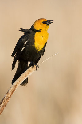 yellow-headed blackbird 052508IMG_0774