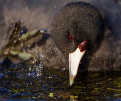 Coot Scratching