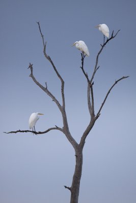 Three Egrets,,,,,