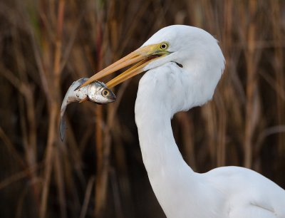 Great Egret with Mullet