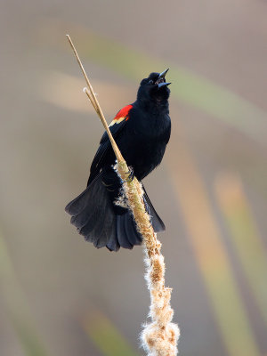 Red-winged Blackbird 