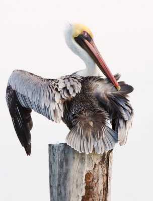 Preening Brown Pelican