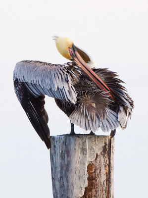 Preening Brown Pelican III