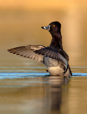 Ring-necked Duck