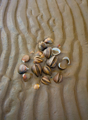 Clam Shells