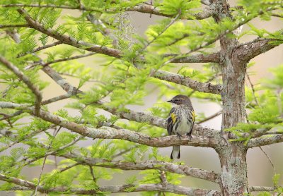 Warbler in Cypress