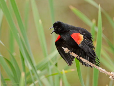 Red-winged Blackbird- Male