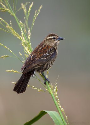 Red-winged Blackbird- Female