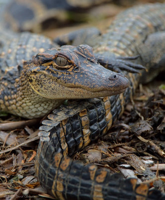 Young Alligators