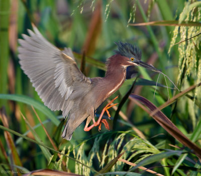 Green Heron with Nesting Material