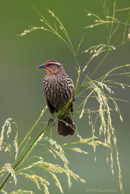 Red-winged Blackbird- Female