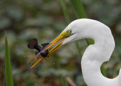 Great Egret with Choupique
