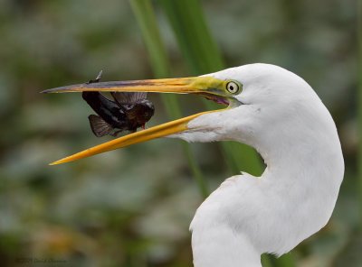 Great Egret with Choupique II