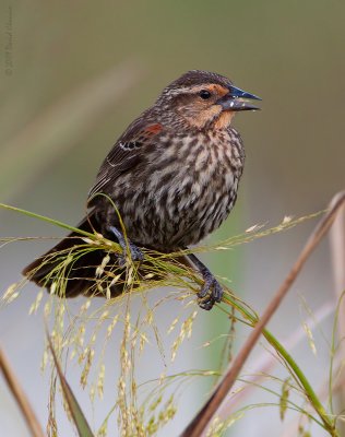 Red-winged Blackbird- First Year Male