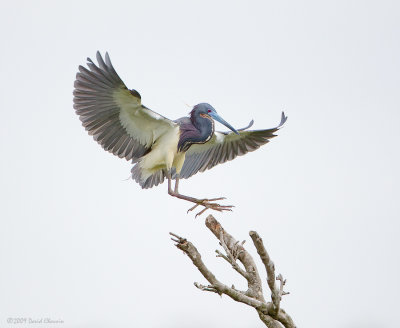 Tri-colored Heron Landing