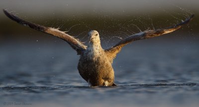 Herring Gull Bathing II