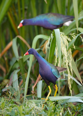 Purple GalinuleS