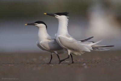 Sandwich Terns Courtship