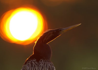 Anhinga