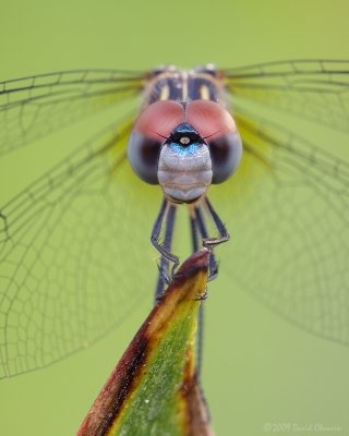 Blue Dasher