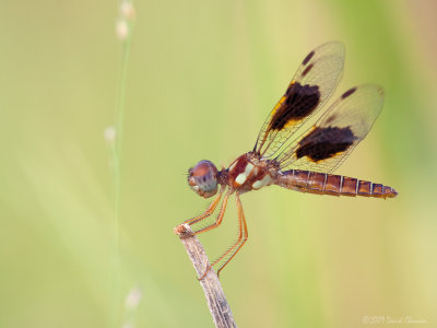 Eastern Amberwing