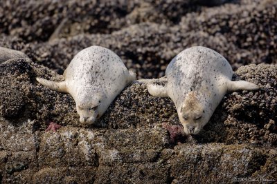 Harbor Seals