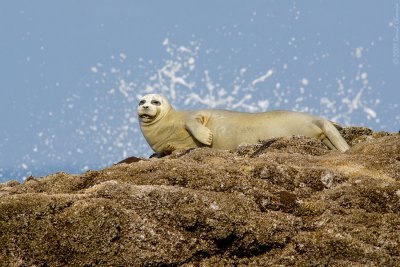 Harbor Seal