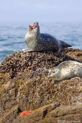 Yawning Seal