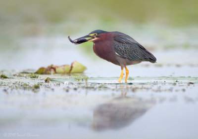 Birds of Louisiana 2010