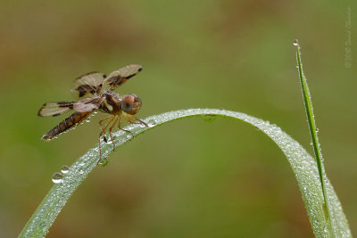 Dragons and Damsels