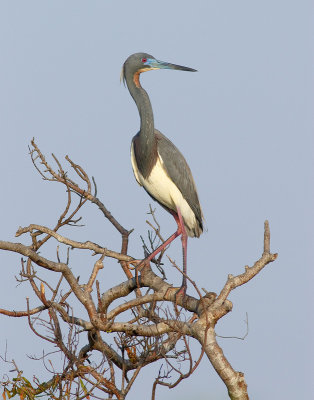 Tri-colored Heron