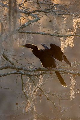 Backlit Anhinga