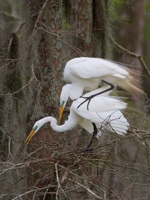 Mating