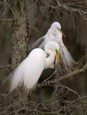 Nest Building