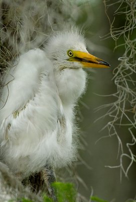Great Egret Chick