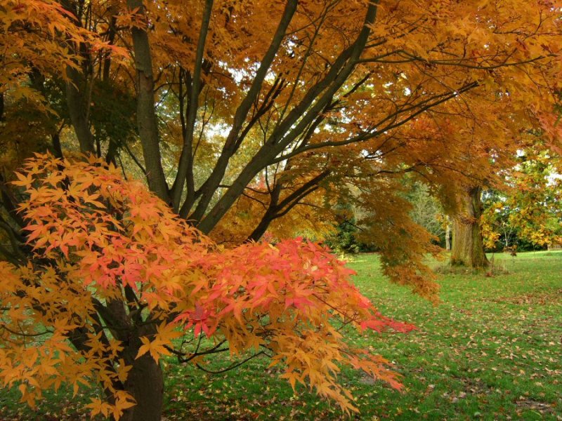 Thetford_Maple tree branch