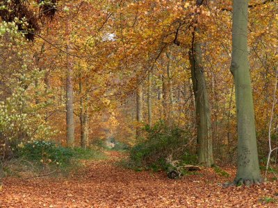 Thetford walk