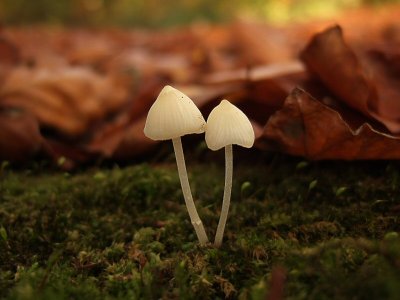 Thetford_Fungi