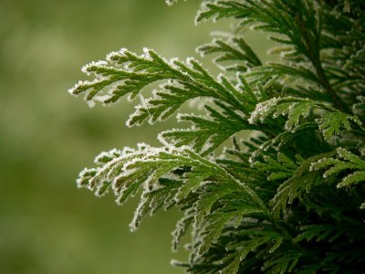 Frosty conifer_FZ20.jpg