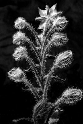 thorny buds