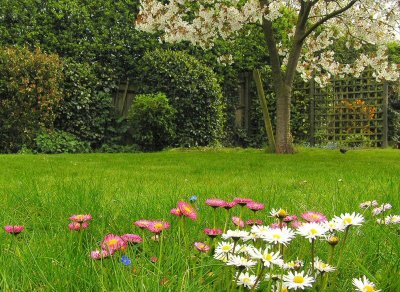 Wild flowers in my back garden.jpg