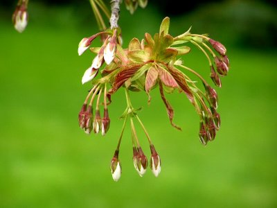 Cherry blossom buds.jpg