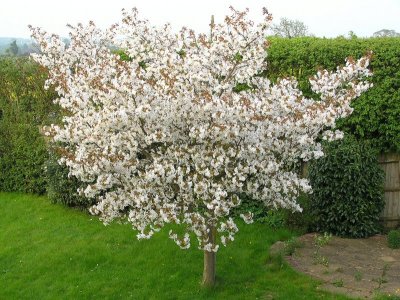 Cherry Tree in Spring.jpg