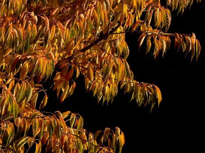 Cherry tree leaves in autumn light.jpg