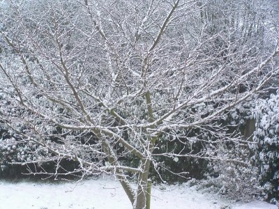 Cherry Tree in winter.jpg