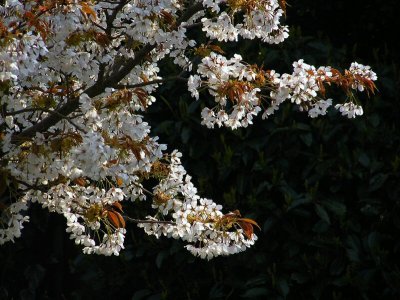 More blossoms.jpg