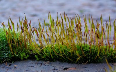 Moss closeup.jpg