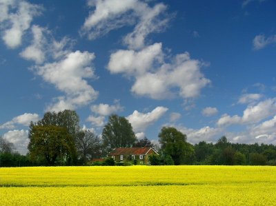 Spring09_rapeseed field.jpg