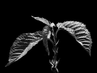 Young leaves in BW.jpg